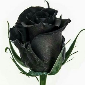 Meet your Posher, Cassandra